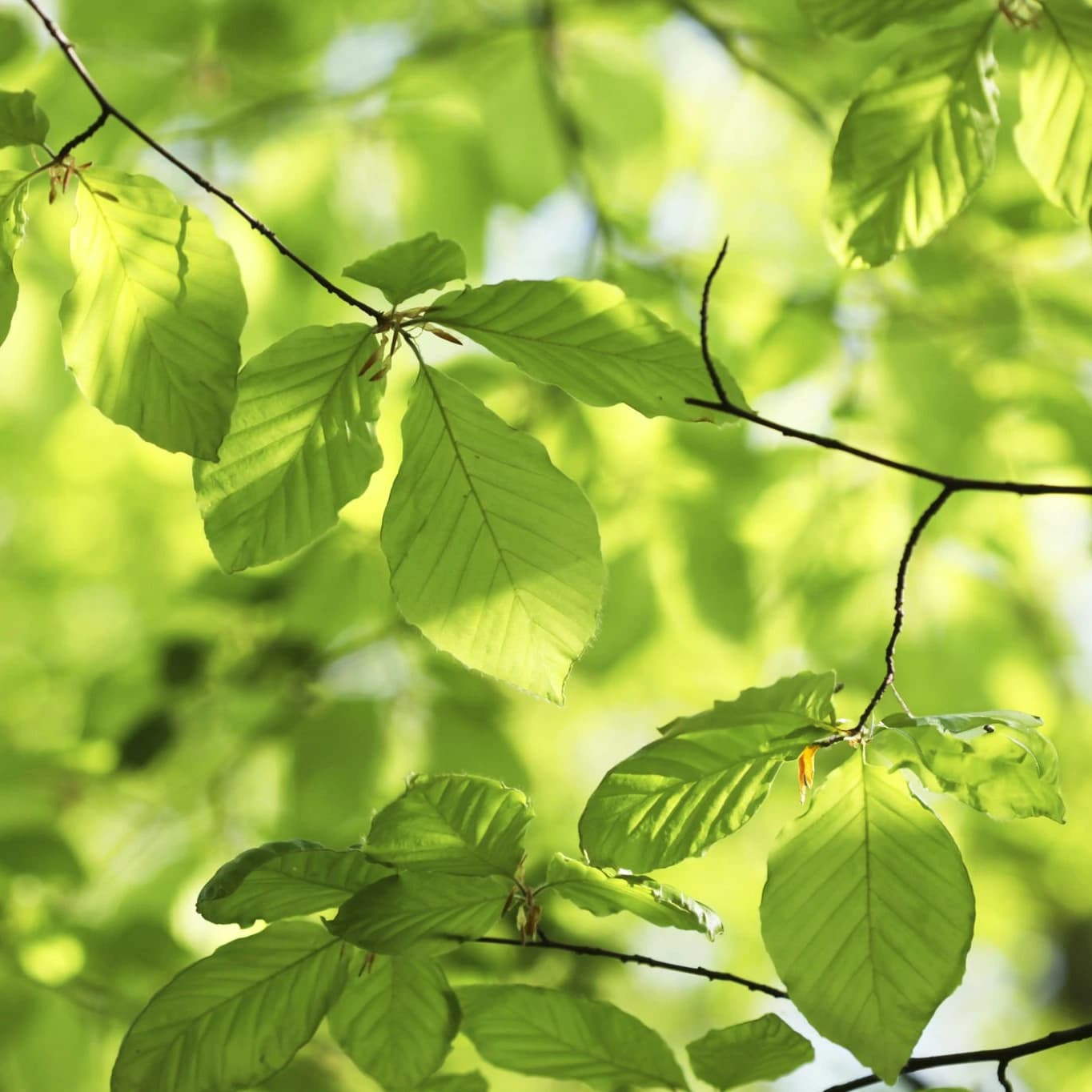 Beech Tree Leaf