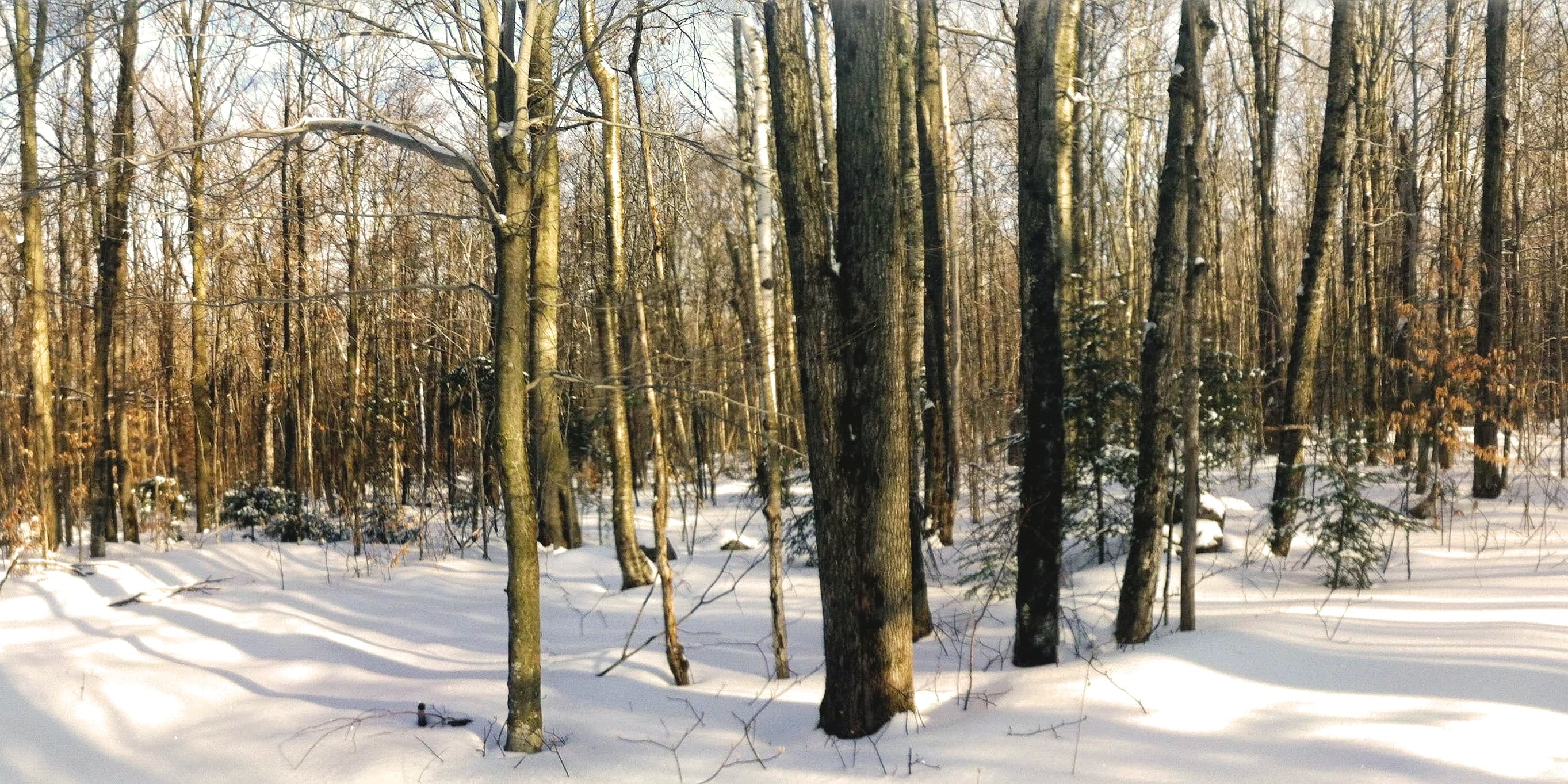 Beech Tree Forest