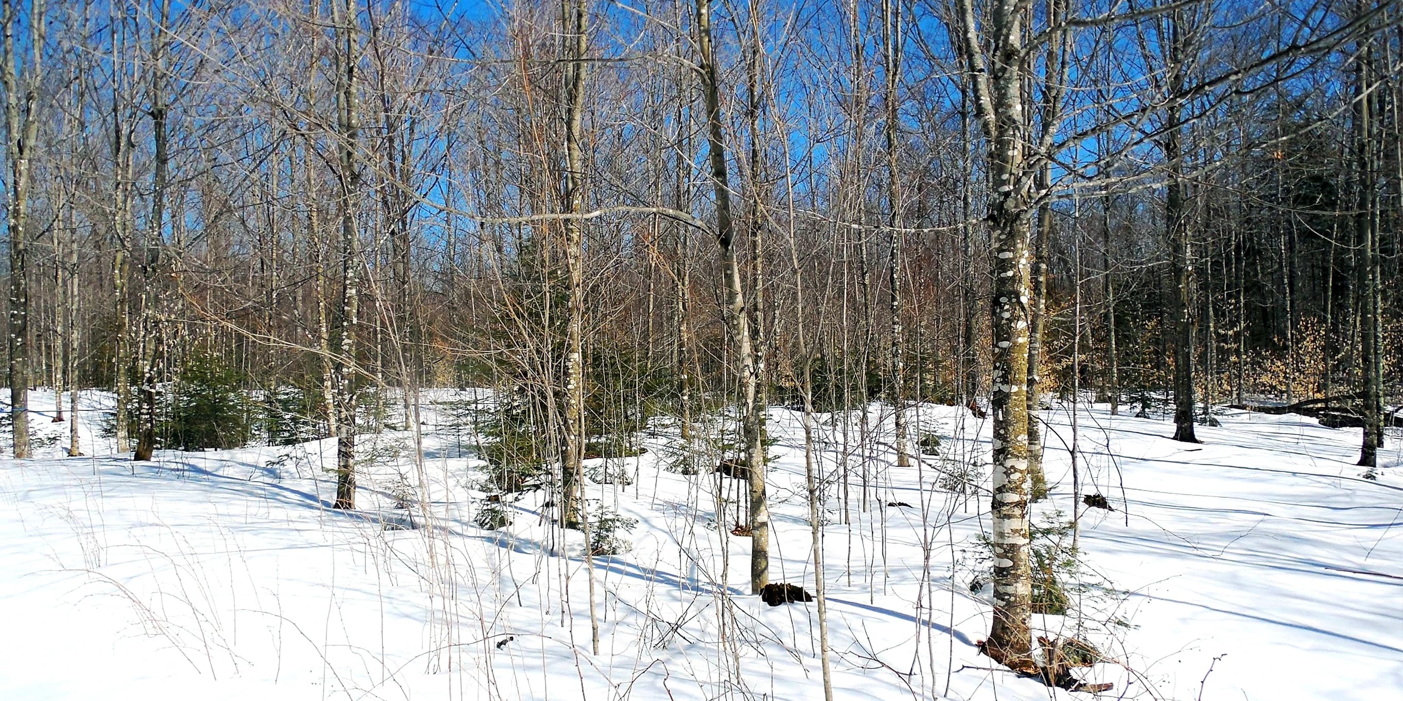 Birch Syrup Forest