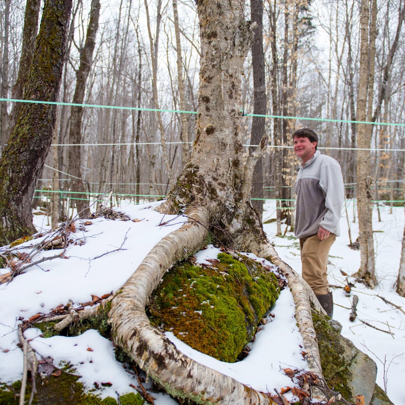 Mike Farrell with Beech Trees