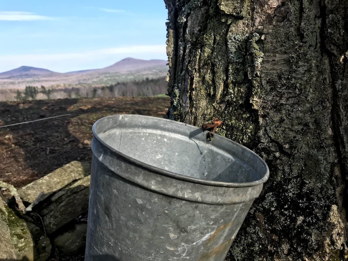 Birch Sap Bucket