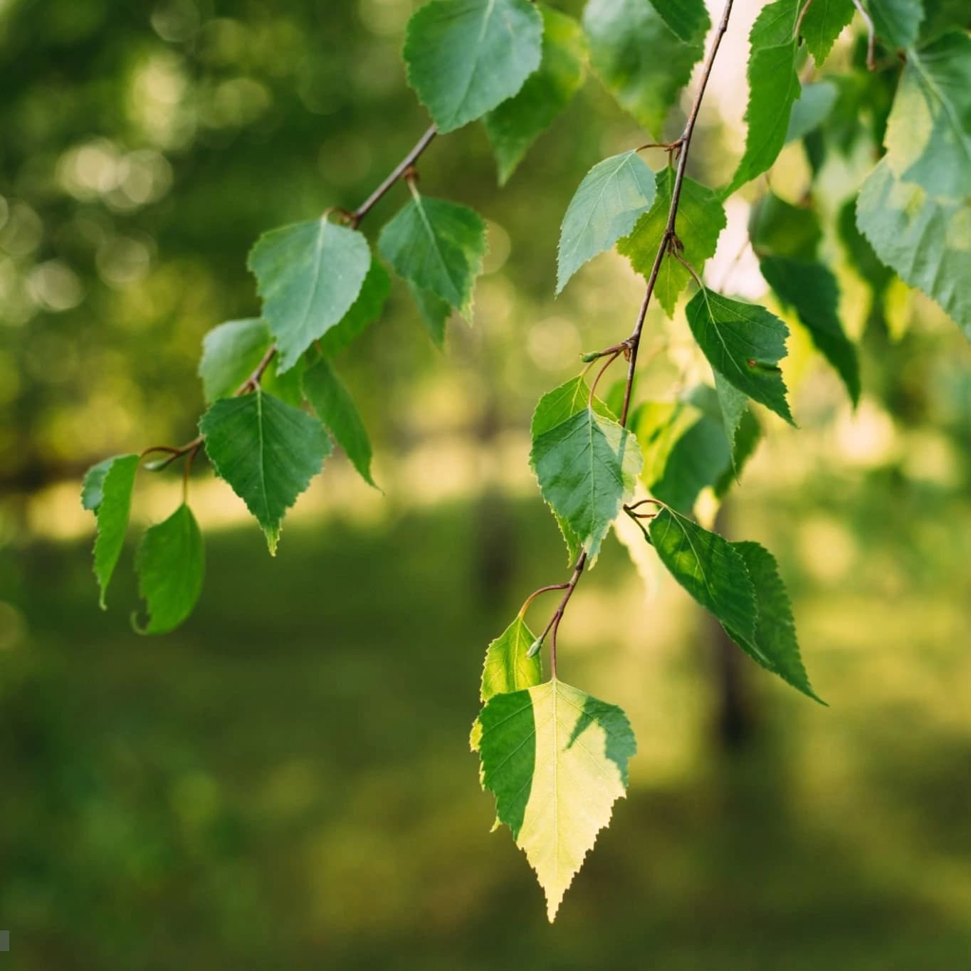 Birch Leaf