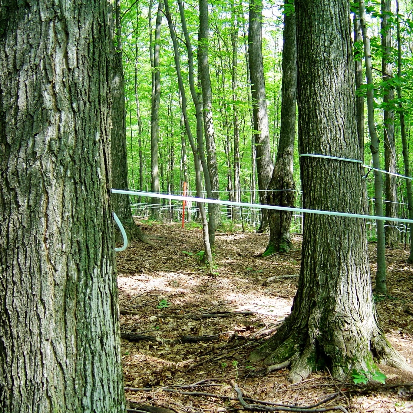 Maple Sap Lines