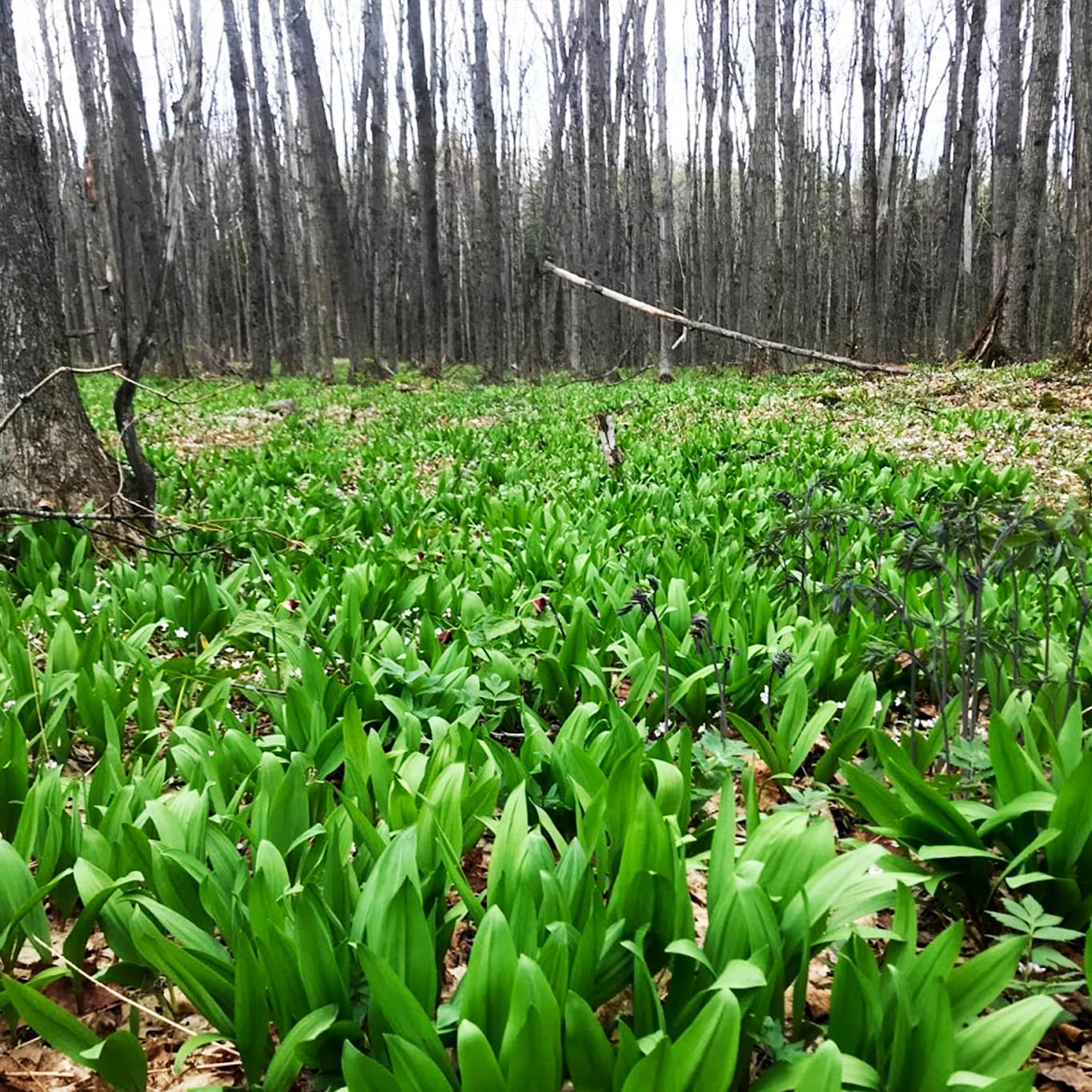 Ramps (Wild Leeks)