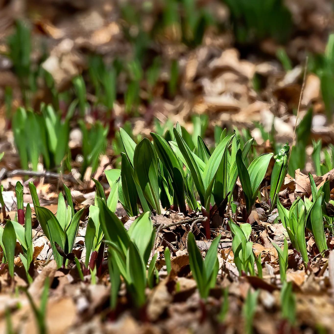 Ramps (Wild Leeks)